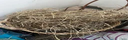 Guinea Pig rodents for sale: 2 lovely female guinea pigs looking for home! - Advert 6