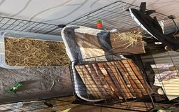 Guinea Pig rodents for sale: 2 male guinea pigs for sale  - Image 7