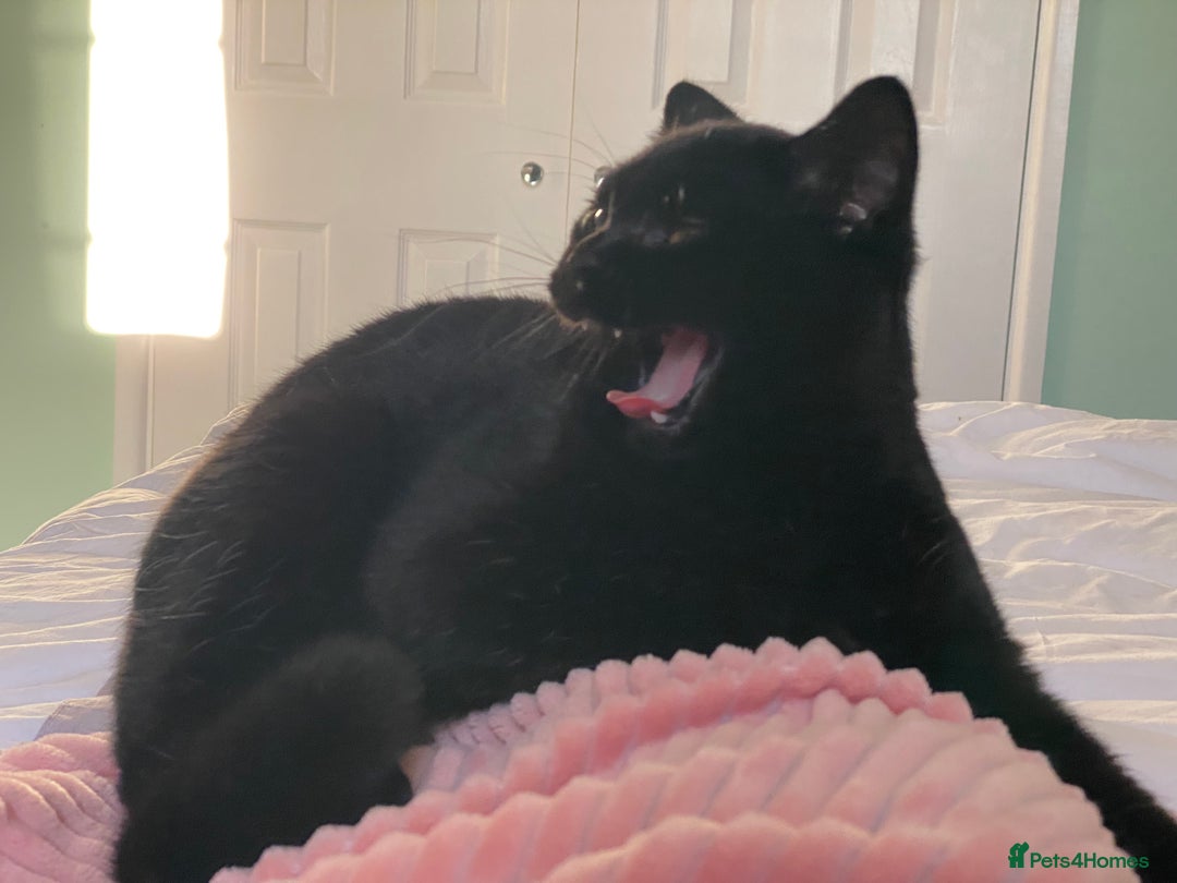 British Shorthair cats for sale: Stunning Unique Pedigree Black British Shorthair  - Advert 14