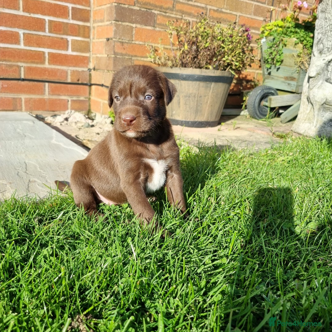 Mixed Breed dogs for sale: Collie cross rough haired Hungarian viszler  - Image 19