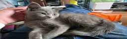 Mixed Breed cats for sale: Last 3/4 persian kittens ready now - Advert 3