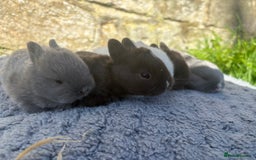 Netherland Dwarf rabbits for sale: 5 Sweet Netherland Dwarf bunnies  - Image 5