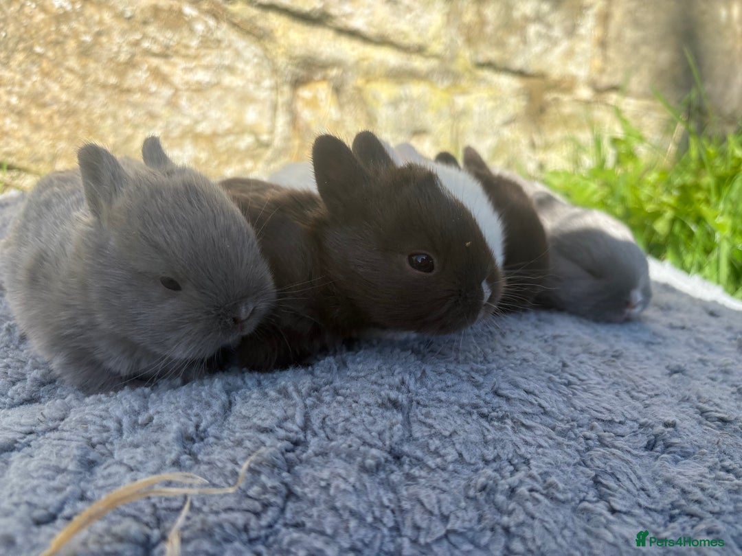 Netherland Dwarf rabbits for sale: 5 Sweet Netherland Dwarf bunnies  - Image 5