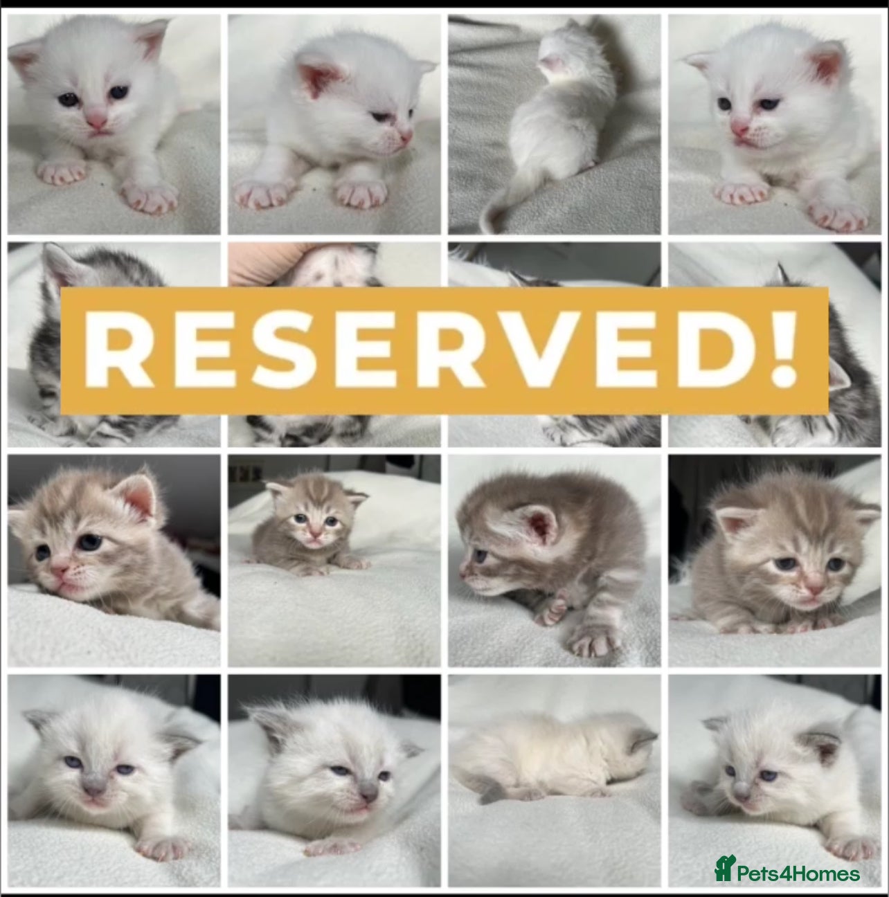 British Shorthair cats NORWEGIAN FOREST CAT X BRITISH SHORTHAIR KITTENS  - Advert 4