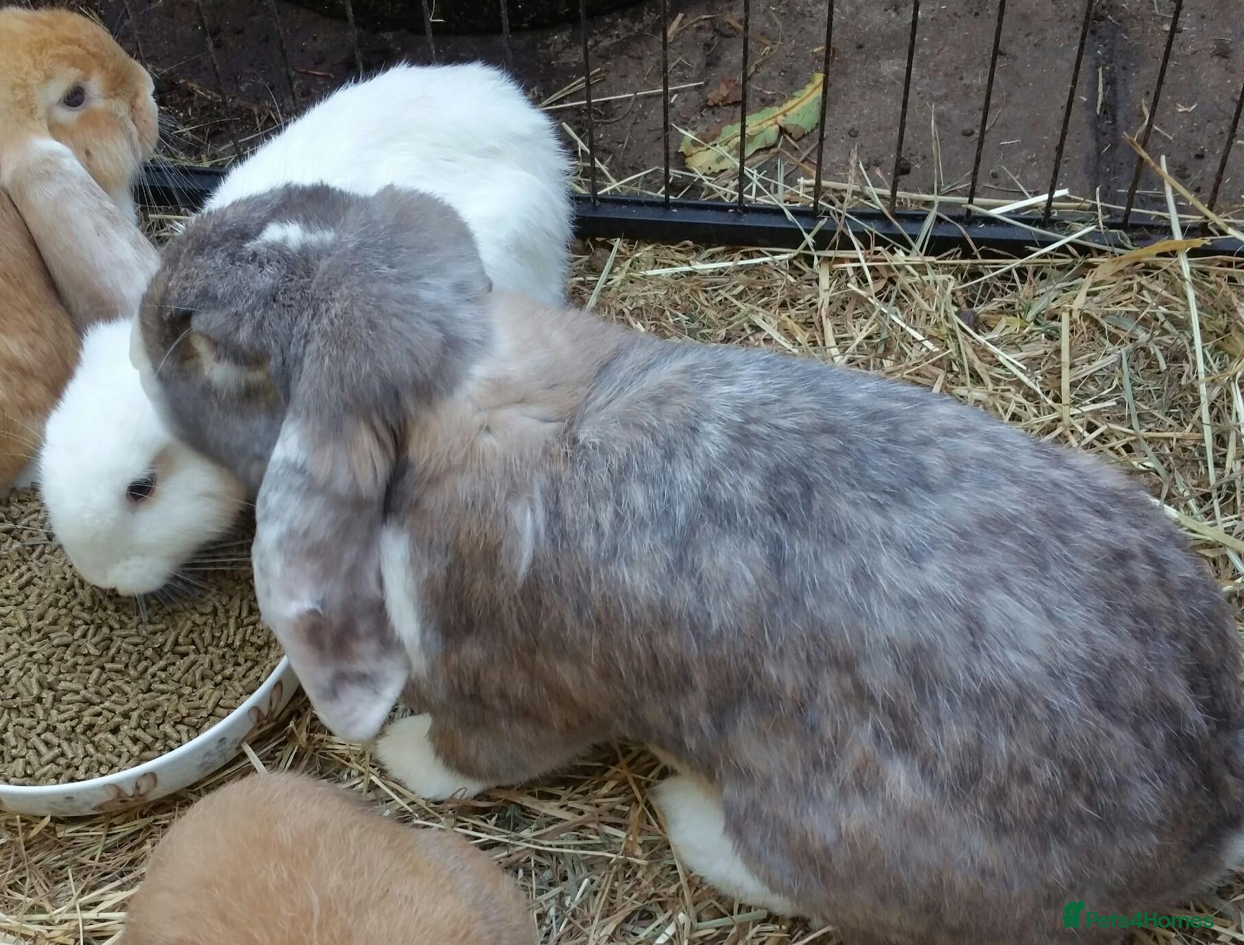 French Lop rabbits for sale: Gorgeous Giant French Lop Doe  Vaccinated - RETIRE - Advert 2