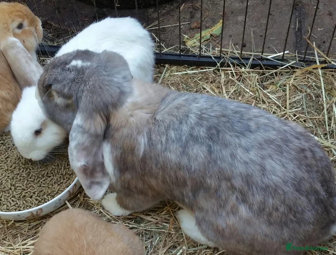 French Lop rabbits for sale: Gorgeous Giant French Lop Doe  Vaccinated - RETIRE - Advert 1