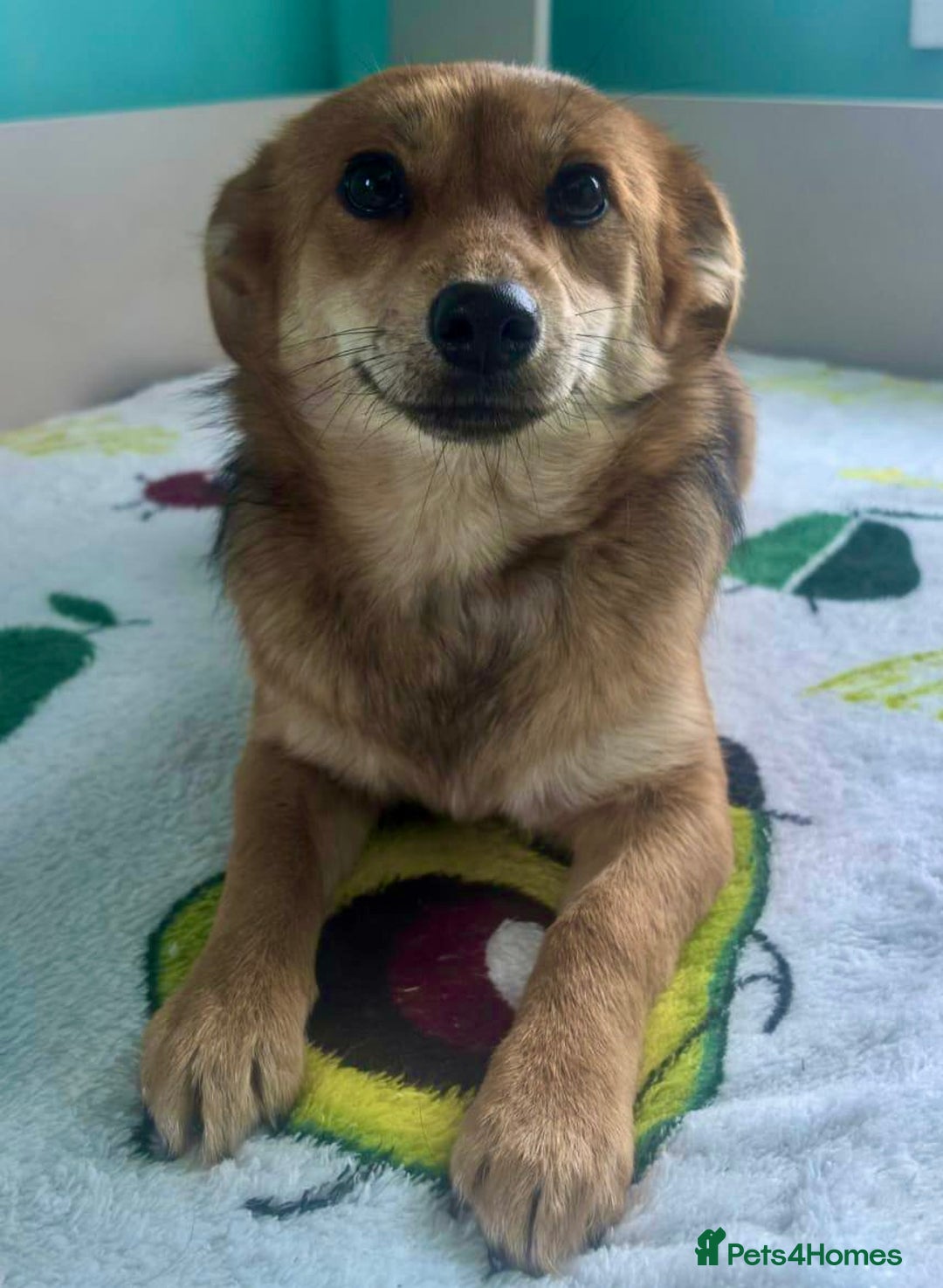 Border Collie dogs for adoption: 🐾 ROSIE – Female Border Collie (Small) - Advert 2