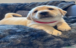 Labrador Retriever dogs for sale: Labradors  - Image 4