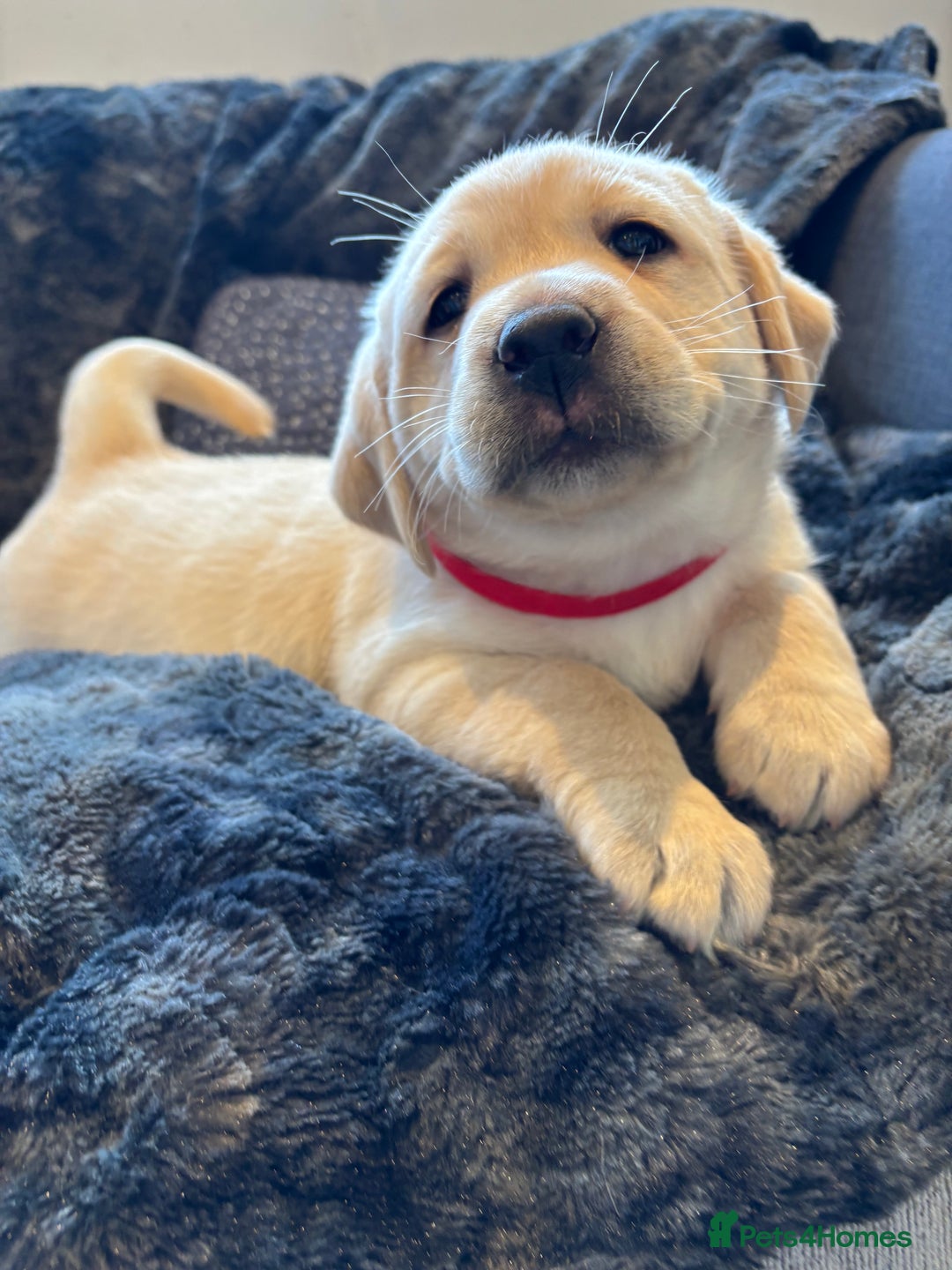 Labrador Retriever dogs for sale: Labradors  - Image 4