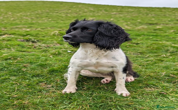 English Springer Spaniel dogs - Advert 3