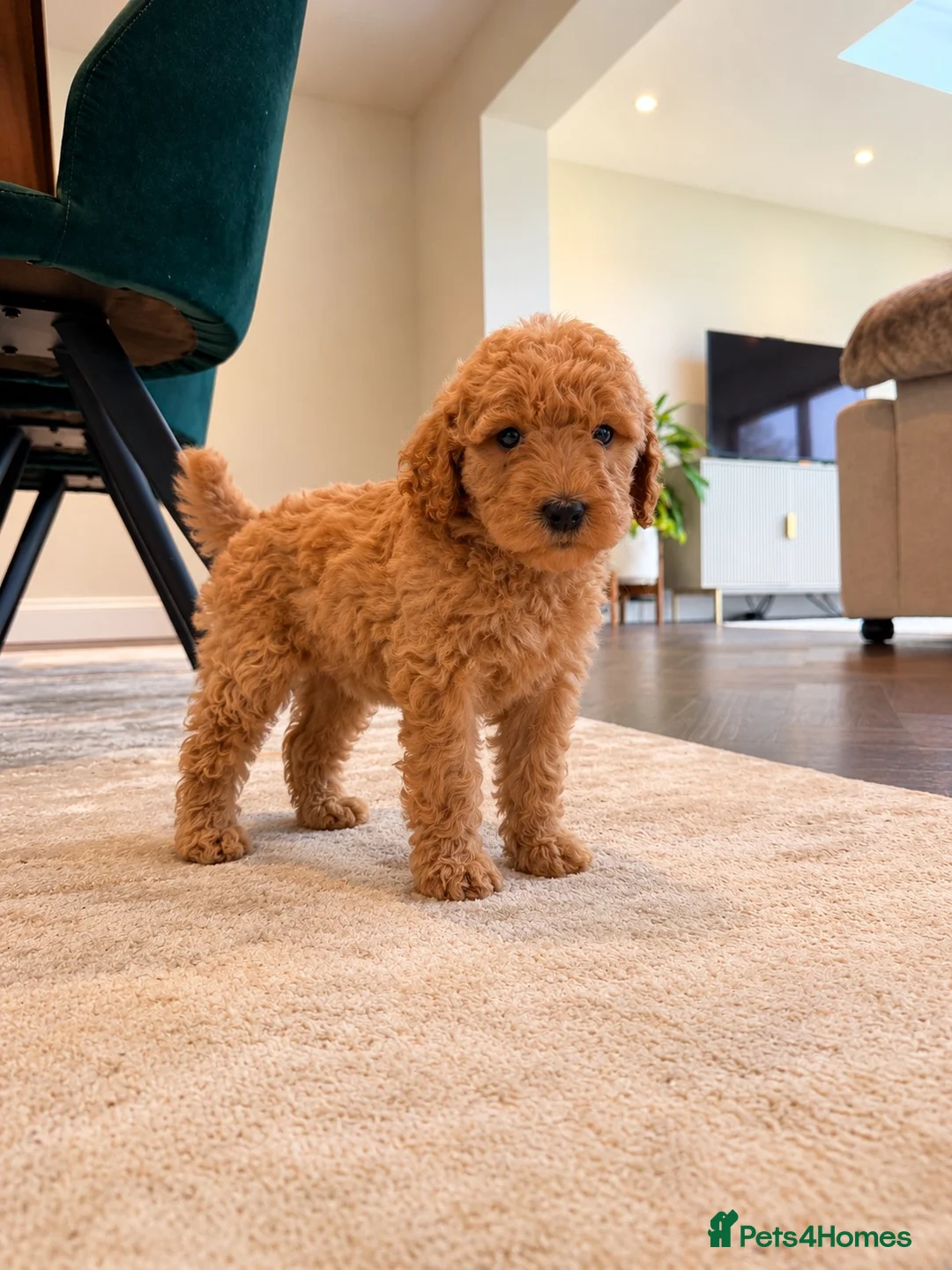 Goldendoodle dogs for sale: Super Quality Doodles  - Advert 2