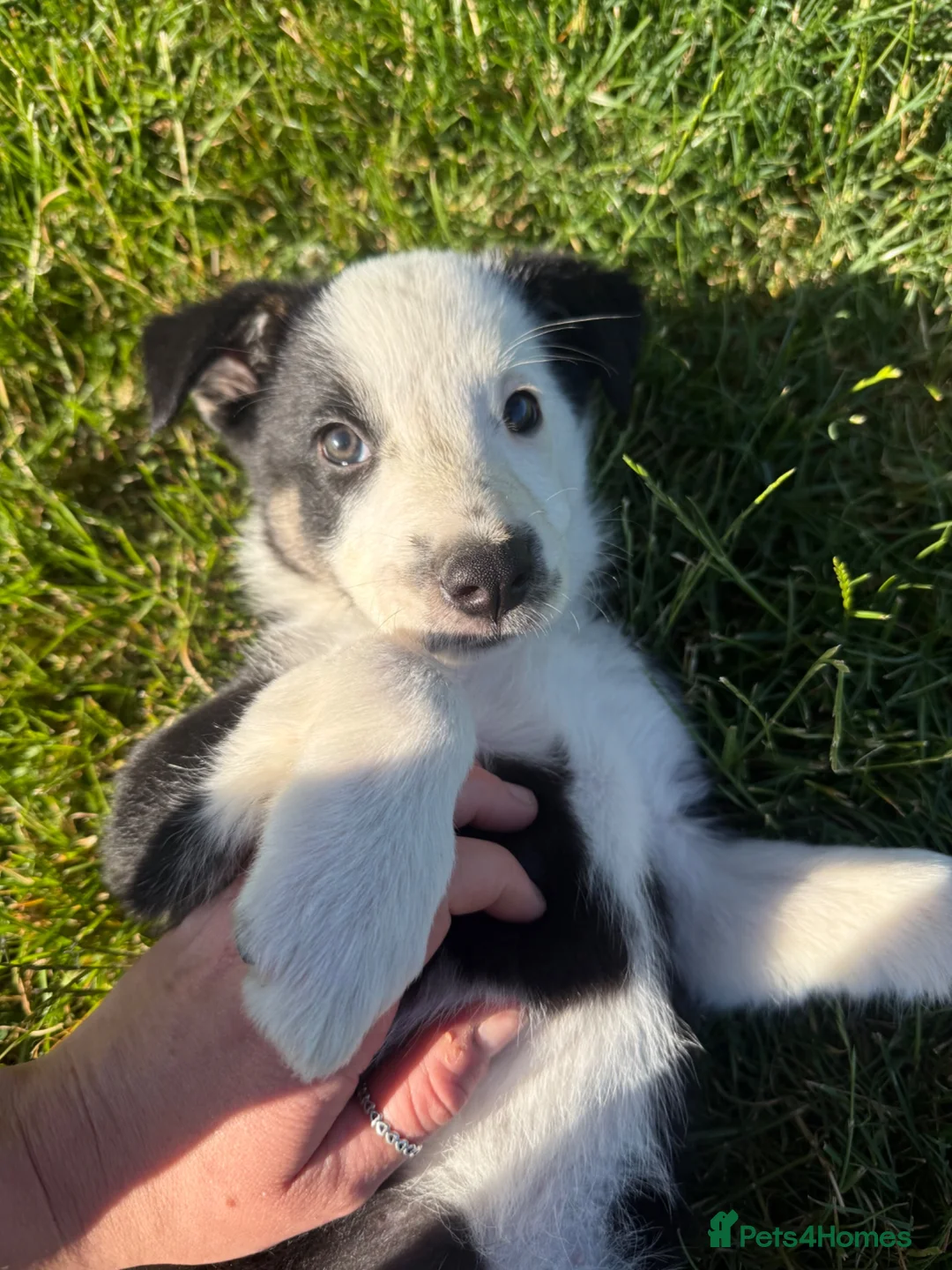 Border Collie dogs for sale: Beautiful border collie pup for sale  - Advert 4