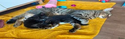 Mixed Breed cats for sale: Beautiful kittens  in Hove - Advert 3
