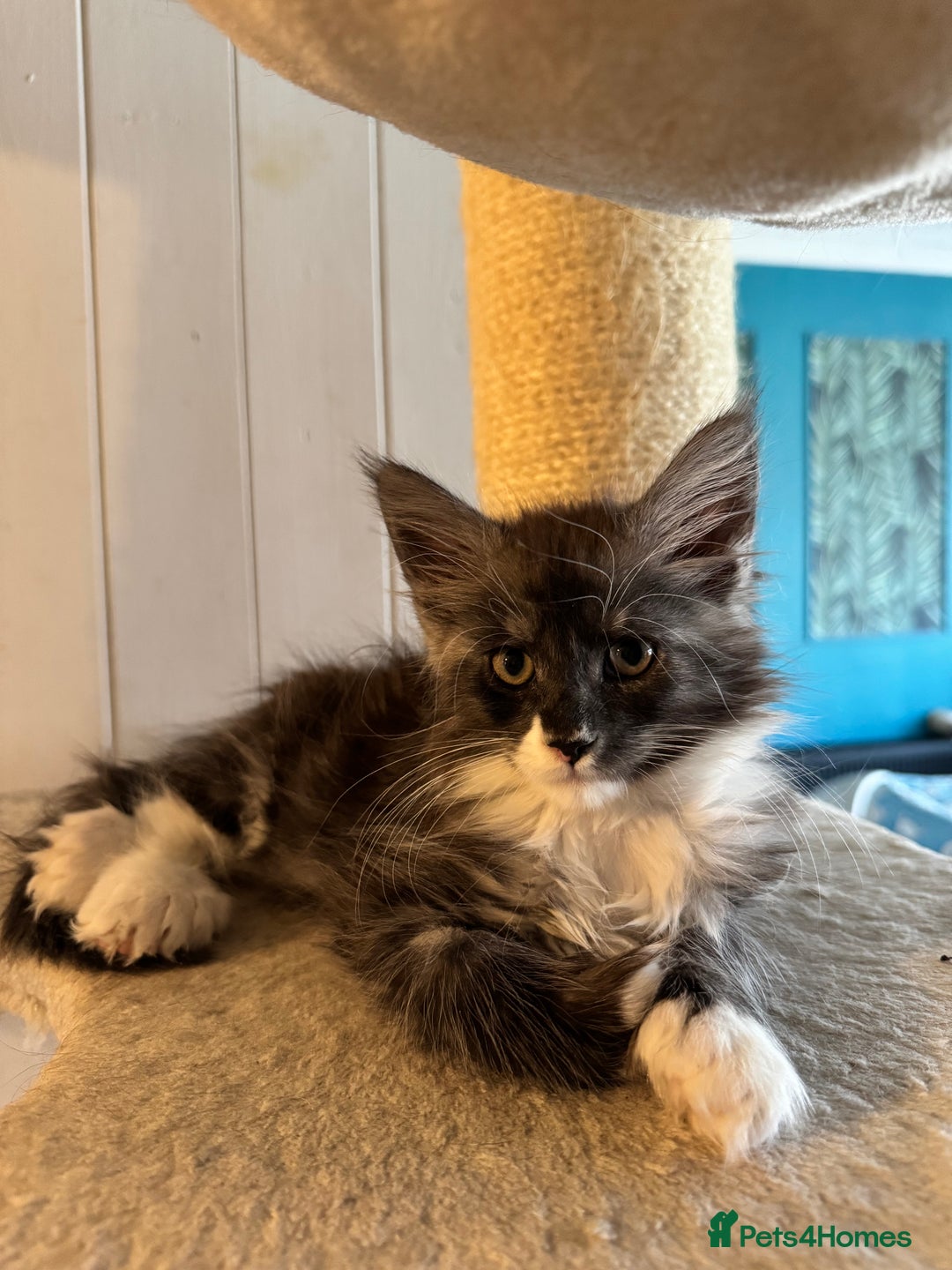 Maine Coon cats for sale: Maine coon TICA reg polydactyl boy black smoke  - Advert 3