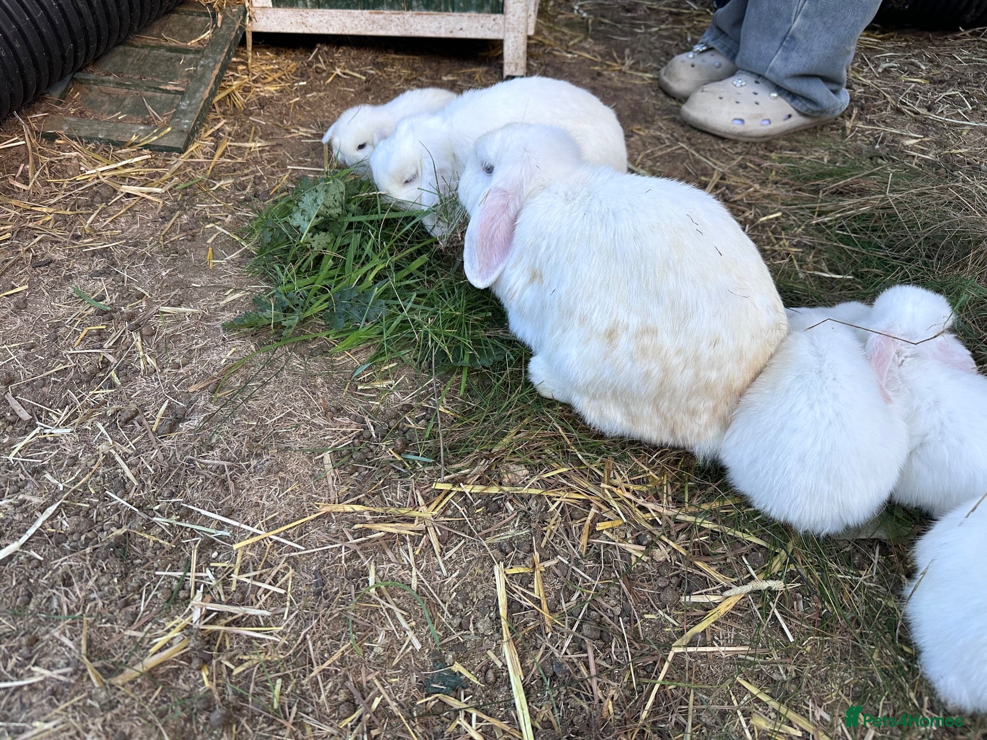 Mini Lop rabbits BEW ( Blue eyed white) mini lops for sale - Advert 2