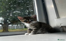 British Shorthair cats for sale: Kittens looking for loving homes - Image 2