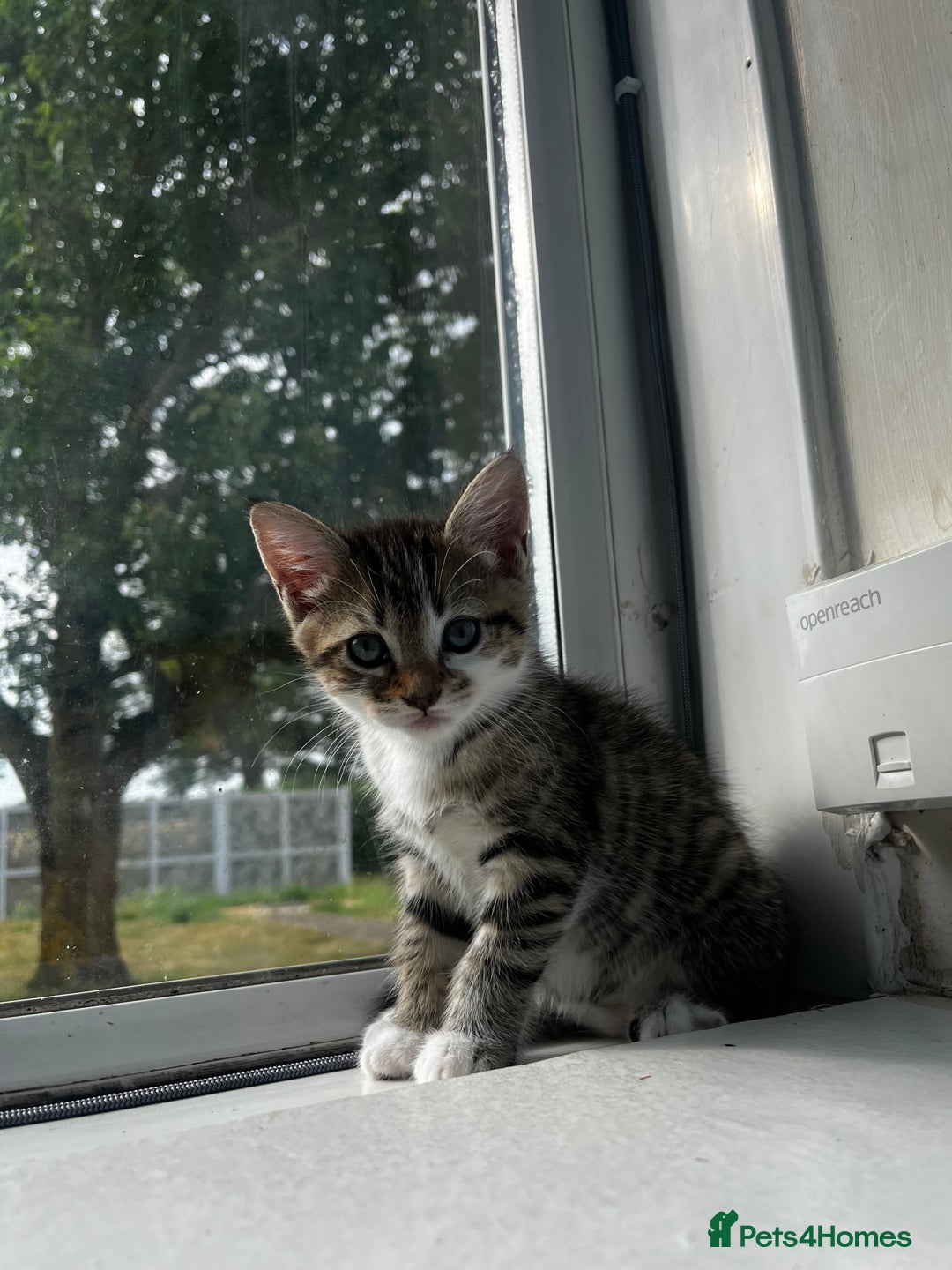 British Shorthair cats for sale: Kittens looking for loving homes - Image 2