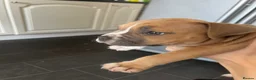 American Bully dogs for sale: Stunning chunky micro pocket Bullies  - Advert 6