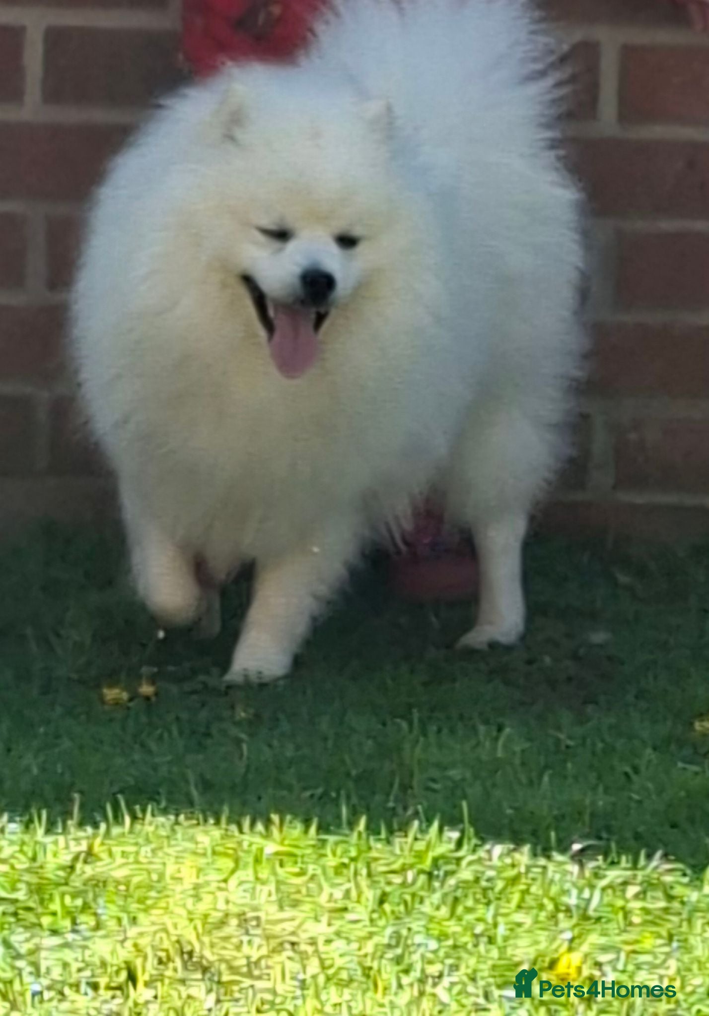 Japanese Spitz dogs Fluffy Japanese spitz boy for rehoming  - Advert 1