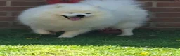 Japanese Spitz dogs for sale: Fluffy Japanese spitz boy for rehoming  in Liverpool - Advert 1