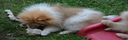 Pomeranian dogs for sale: PACO - Beautiful Pomeranian Boy - Advert 36