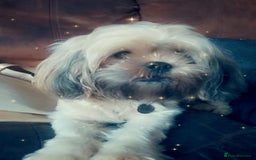 Shih Tzu dogs for sale: Beautiful colours Shihtzu puppies - Image 11