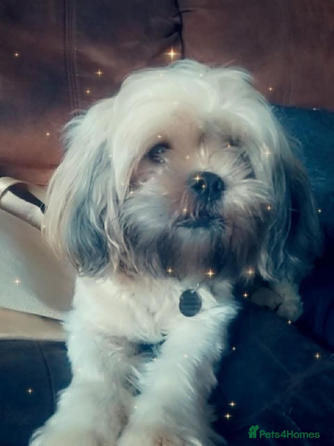 Shih Tzu dogs for sale: Beautiful colours Shihtzu puppies - Image 11