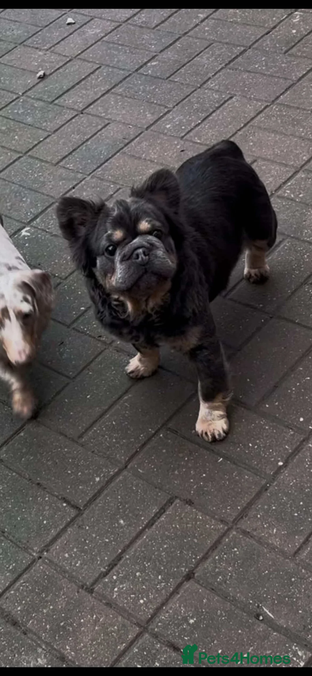 French Bulldog dogs for sale: Visual fluffy French bulldog pups  - Advert 2