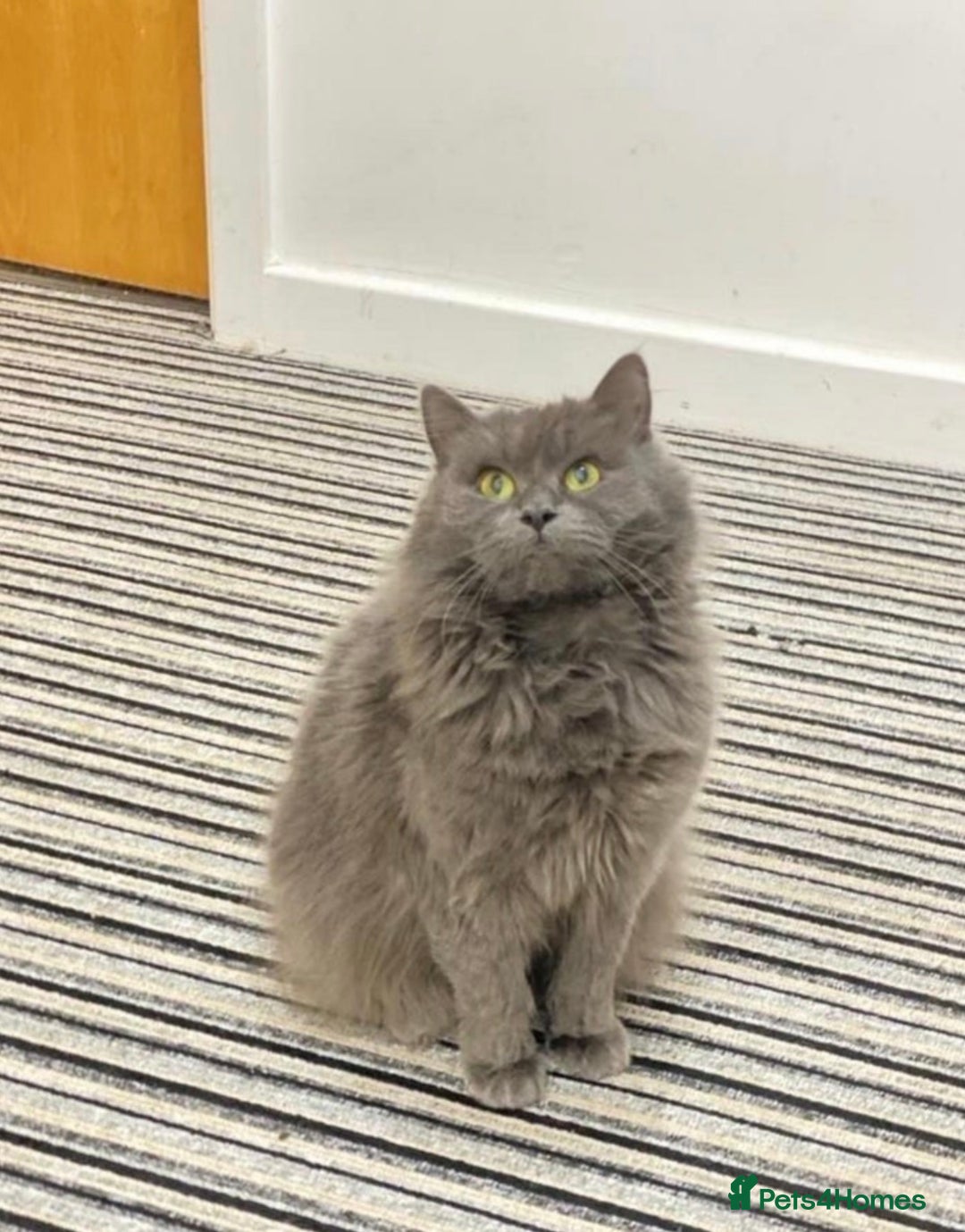 British Longhair cats for sale: Adorable British Longhair Kittens Ready Now! - Advert 2