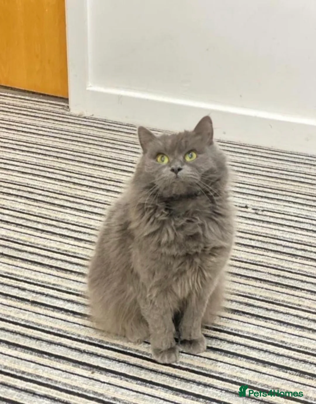 British Longhair cats for sale: Adorable British Longhair Kittens Ready Now! - Advert 2