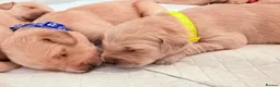 Golden Retriever dogs for sale: Golden retriever puppies  - Advert 15