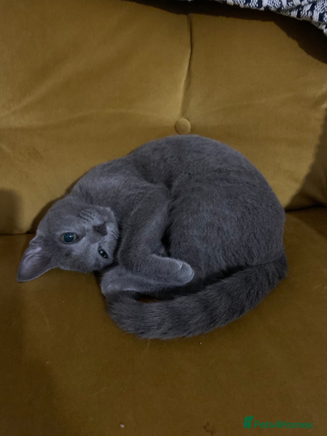 Russian Blue cats for sale: Gorgeous female Russian blue ready to go now - Advert 3