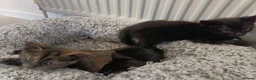Mixed Breed cats for sale: Kittens  - Advert 2