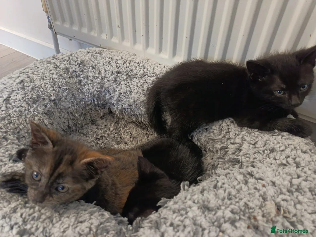 Mixed Breed cats for sale: Kittens  - Advert 2
