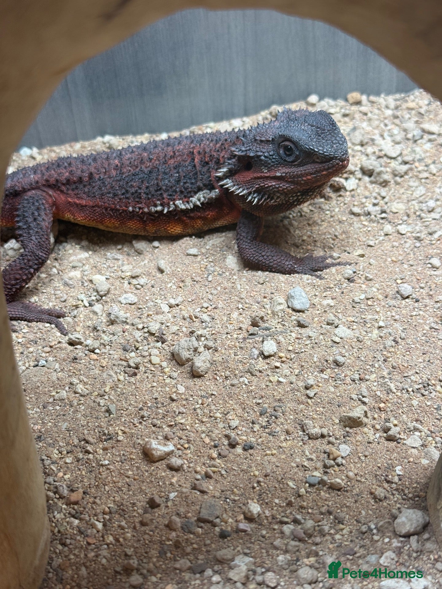 Bearded Dragon reptiles Red monster  - Advert 1