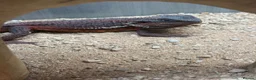 Bearded Dragon reptiles for sale: Red monster  - Advert 1