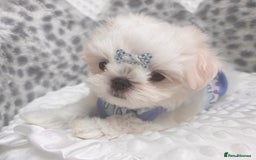 Maltese dogs for sale: 🌟Just One Left 🌟Bambelina Maltese🌟 - Image 9
