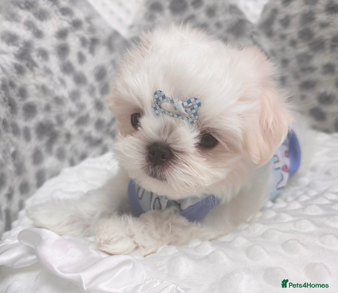 Maltese dogs for sale: 🌟Just One Left 🌟Bambelina Maltese🌟 - Image 9