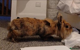 Lionhead rabbits for sale: Pair of lionhead bunnies - Image 5