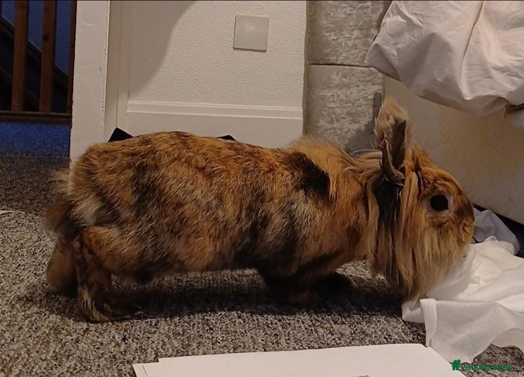 Lionhead rabbits for sale: Pair of lionhead bunnies - Image 5