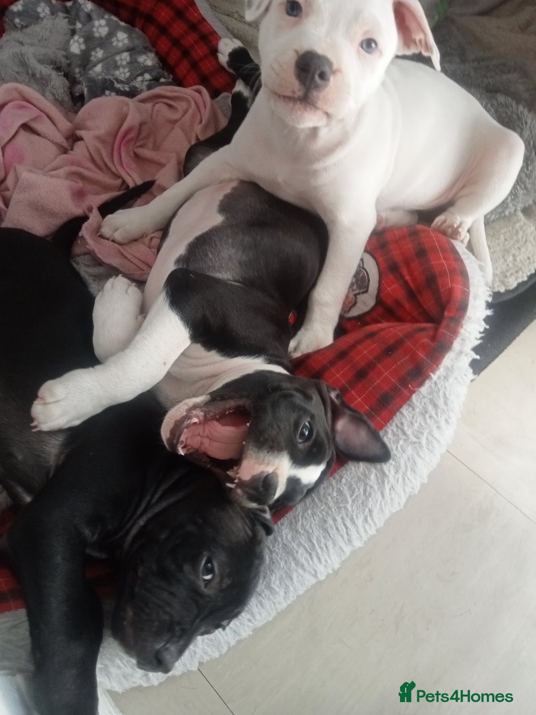Staffordshire Bull Terrier dogs for sale: ‼️ReadyForCollection‼️Blue Staffie Puppies  in Tipton - Image 3