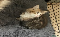 Norwegian Forest Cat cats for sale: 3 Norwegian Forrest Kittens - Image 10