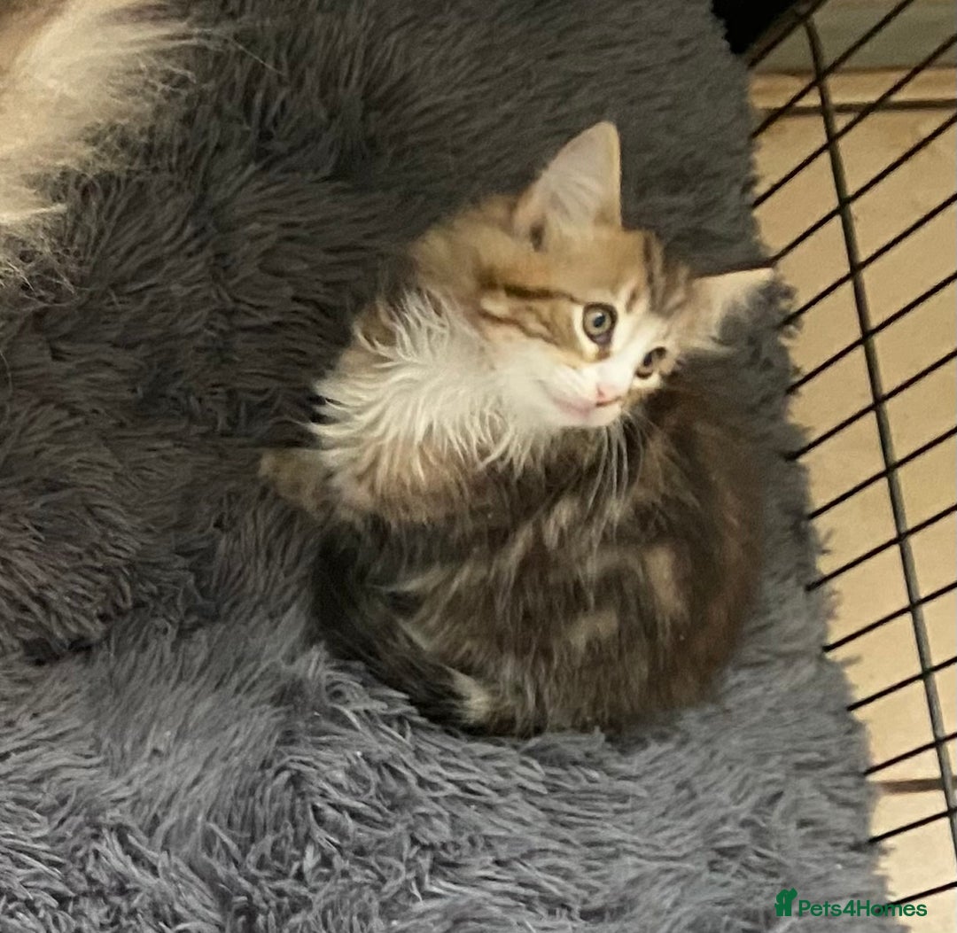 Norwegian Forest Cat cats for sale: 3 Norwegian Forrest Kittens - Image 10