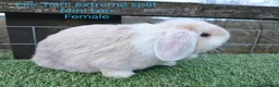 Mini Lop rabbits for sale: Various Adult Mini Lops - Advert 3