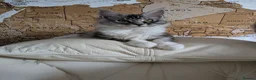 Maine Coon cats for sale: Male Maine Coon Kitten. Both parents can be seen  - Advert 3