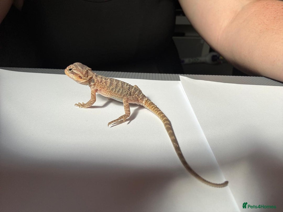 Bearded Dragon reptiles for sale: Baby beardies - Image 10