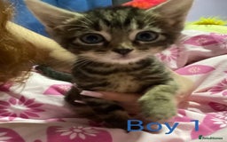 American Shorthair cats for sale: 2 american short hair kittens - Image 2