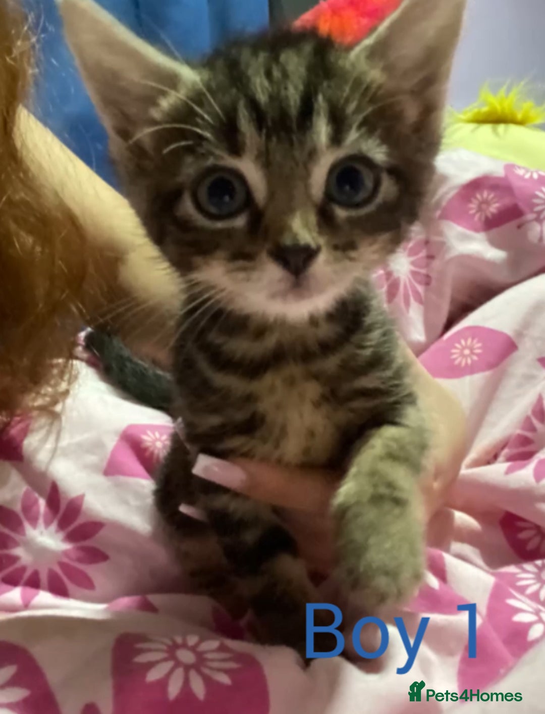 American Shorthair cats for sale: 2 american short hair kittens - Image 2