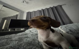 Miniature Dachshund dogs for sale: Four beautiful miniature dachshund girls - Advert 14