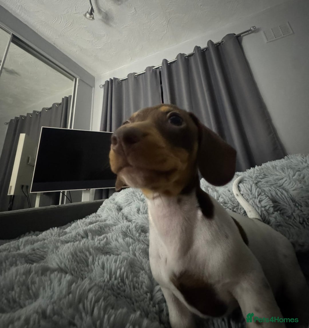 Miniature Dachshund dogs for sale: Four beautiful miniature dachshund girls - Advert 14